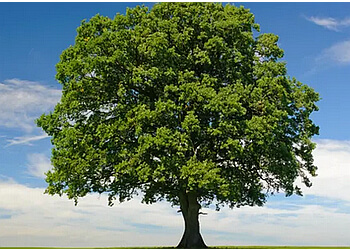 Ajax tree service Bark Tree Service