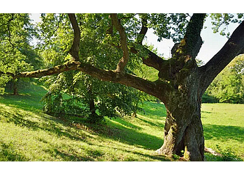 Ajax tree service Bark Tree Service