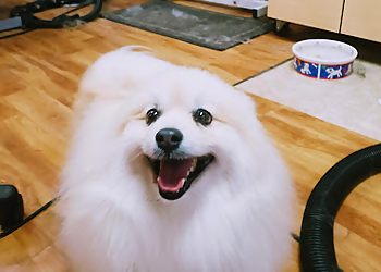 Kelowna pet grooming Barkleys Muttland