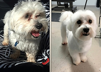 Barks N' Bubbles - Newmarket, ON Pet Grooming - Before and After Image
