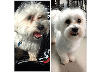 Newmarket pet grooming Barks N' Bubbles