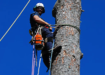 Kawartha Lakes tree service Bartlett Tree Experts