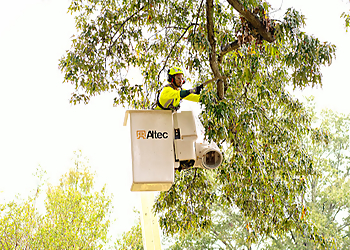 Bartlett Tree Experts - Peterborough, ON Tree Services - Repair Process Image