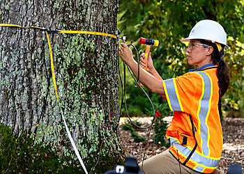 Bartlett Tree Experts - Peterborough, ON Tree Services - Maintenance Service Image