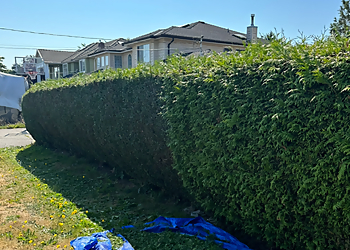 Vancouver Service D'Entretien De Pelouse Basil Green Landscaping