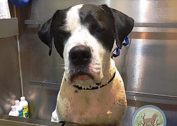 Milton pet grooming BauHound Haus Inc.