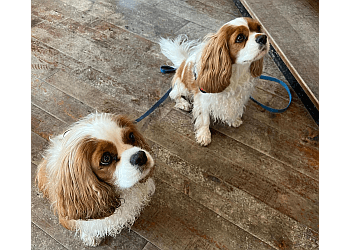 Milton pet grooming BauHound Haus Inc.