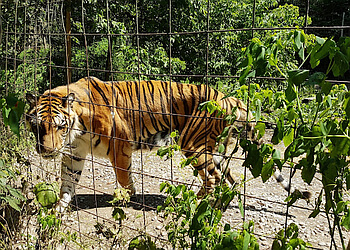Barrie places to see Bear Creek Exotic Wildlife Sanctuary