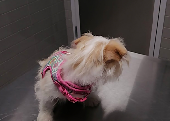 Beattie Pet Hospital-East Hamilton - Hamilton, ON Cliniques Vétérinaires - Service Highlights