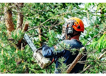 Brantford Services d'arboriculteur Beauregard’s Tree Services