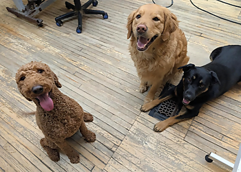 Halton Hills pet grooming Beautiful Pets