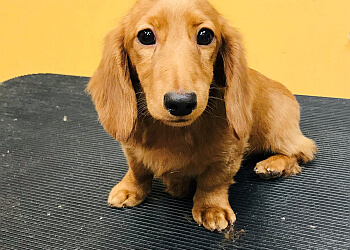 Halton Hills pet grooming Beautiful Pets