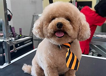 Dollard des Ormeaux Salons de Toilettage Pour Animaux De Compagnie Beauté Canine