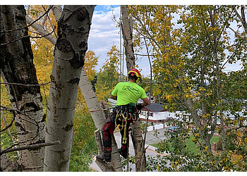 Prince George tree service Bednesti Tree Services Inc.