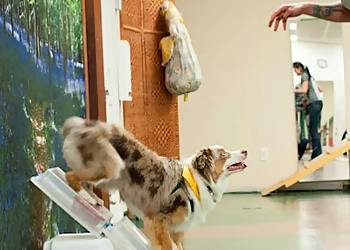 Belle vie de chien - Brossard, QC Dresseurs De Chiens - Trainer and Dog Image