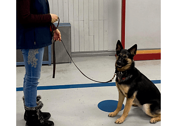 Brossard Dresseurs De Chiens Belle vie de chien