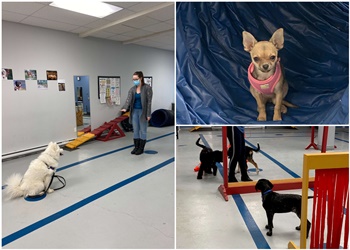 Brossard Dresseurs De Chiens Belle vie de chien