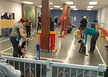 Belle vie de chien Belle vie de chien - Brossard, QC Dresseurs De Chiens - Dog Training Session Image