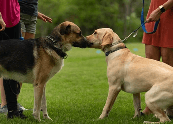 Markham dog trainer Benridge Canine Services