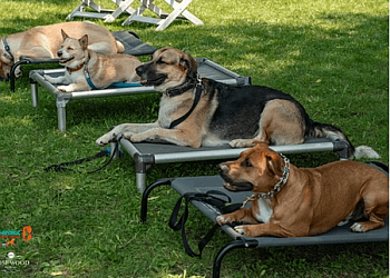 Markham dog trainer Benridge Canine Services