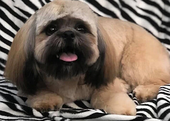 St Catharines Salons de Toilettage Pour Animaux De Compagnie Best Friends And Raina's Grooming