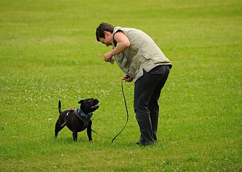 best dog trainer best dog trainer