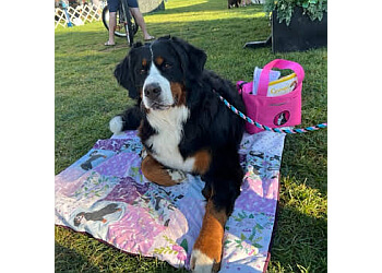 Nanaimo dog trainer Best Paw Forward