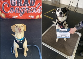 Nanaimo dog trainer Best Paw Forward