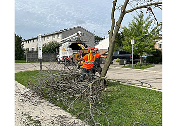 Cambridge Services d'arboriculteur Beswick Tree Service