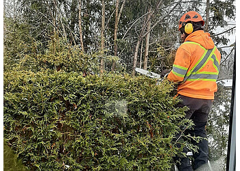Hamilton tree service Beswick Tree Service
