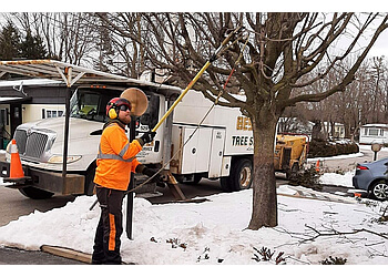 Hamilton tree service Beswick Tree Service