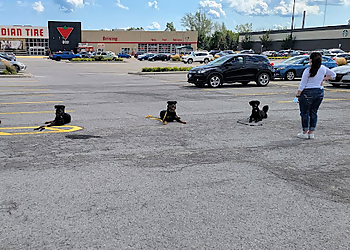 Beyond the Leash - Mississauga, ON Dog Trainers - Dog Training Image