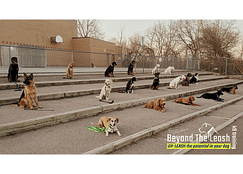 Mississauga Dresseurs De Chiens Beyond the Leash