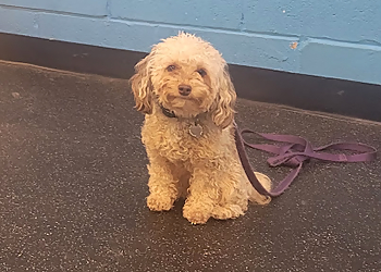 Beyond the Leash - Mississauga, ON Dog Trainers - Dog Image