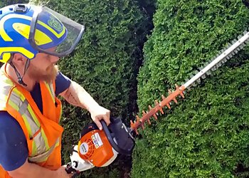 Markham Services d'arboriculteur BigLeaf Tree Service