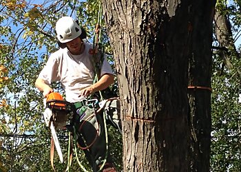 Markham Services d'arboriculteur BigLeaf Tree Service