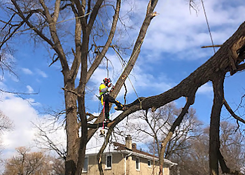Big Tree Services Inc. - Brampton, ON Services d'arboriculteur - Tree Removal Image