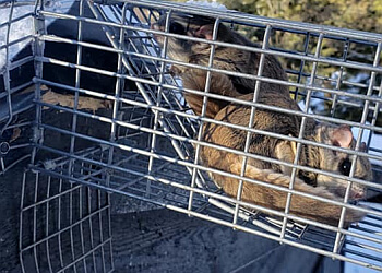 Kawartha Lakes pest control Bill's Quality Pest Control