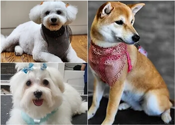 Brampton Salons de Toilettage Pour Animaux De Compagnie Bitu's Pet Services-Pet Grooming, K9 Aquafitness