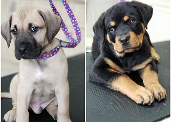 Brampton Salons de Toilettage Pour Animaux De Compagnie Bitu's Pet Services-Pet Grooming, K9 Aquafitness