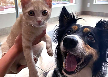 Black Creek Animal Hospital - Halton Hills, ON Veterinary Clinics - Patient Care Image