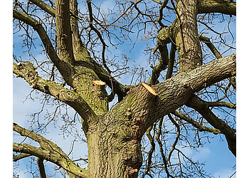 Brantford Services d'arboriculteur Black Creek Tree Service