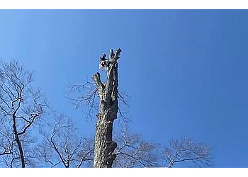 Norfolk tree service Black Creek Tree Service