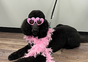 Bloomingtails Pet Boutique - London, ON Salons de Toilettage Pour Animaux De Compagnie - Service Highlights
