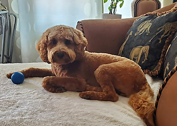 London Salons de Toilettage Pour Animaux De Compagnie Bloomingtails Pet Boutique