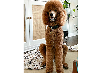 London Salons de Toilettage Pour Animaux De Compagnie Bloomingtails Pet Boutique