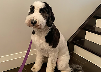 London Salons de Toilettage Pour Animaux De Compagnie Bloomingtails Pet Boutique & Grooming Salon