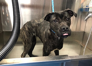 St Catharines Salons de Toilettage Pour Animaux De Compagnie Blue Dog Grooming