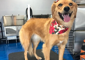 St Catharines Salons de Toilettage Pour Animaux De Compagnie Blue Dog Grooming