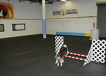 Saint Hyacinthe Dresseurs De Chiens Blue Ribbon Canine Centre